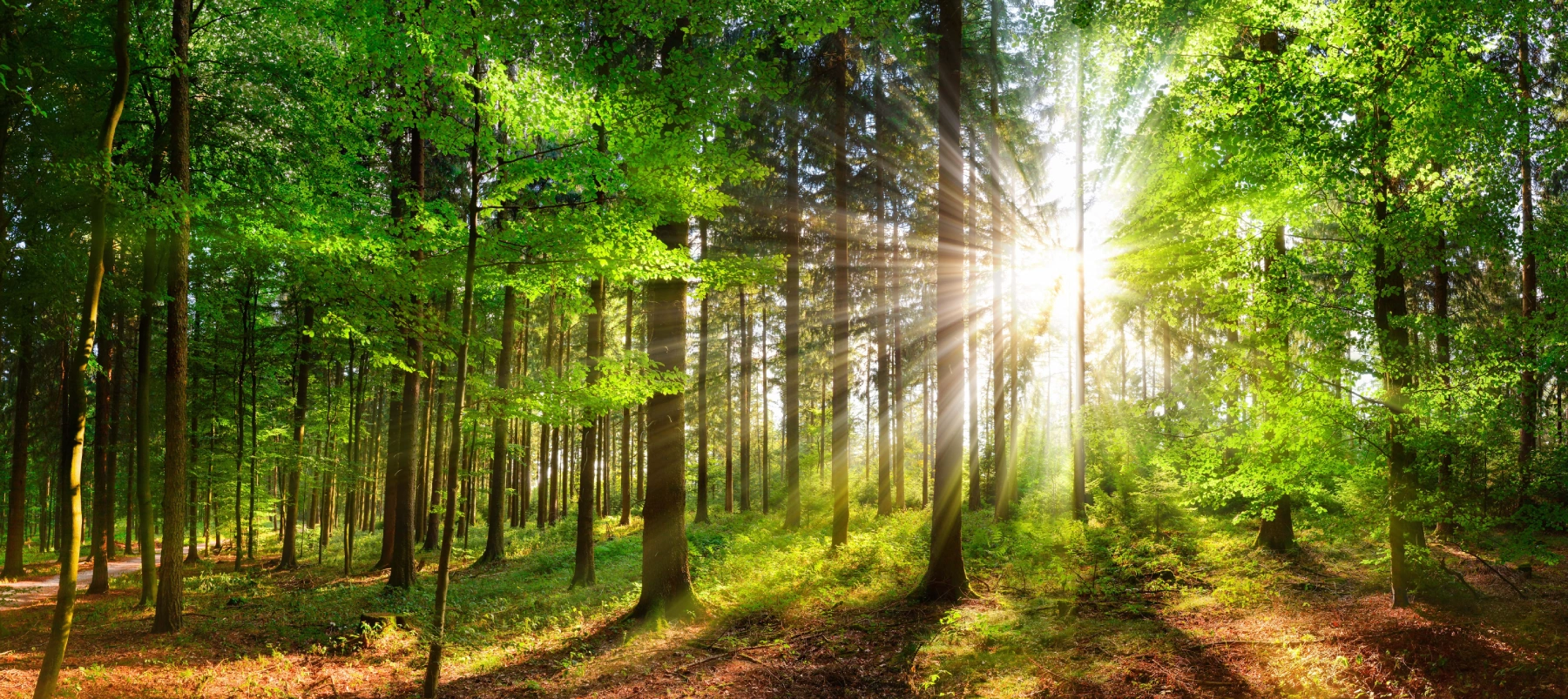 sunlight-trees